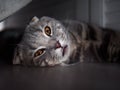 Funny scottish fold cat with bright yellow eyes hiding in shade under the bed