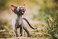 Funny Young Gray Devon Rex Kitten Meowing In Grass. Short-haired Cat Of English Breed. Sweet Devon Rex Cat Funny Curious Royalty Free Stock Photo