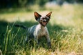 Young Gray Devon Rex Kitten Meowing In Green Grass. Short-haired Royalty Free Stock Photo