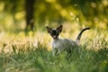 Funny Young Gray Devon Rex Kitten Meowing In Green Grass. Short-haired Cat Royalty Free Stock Photo