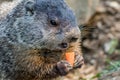 Funny young groundhog holds a carrot with both hands