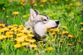 Funny Young Happy Husky Puppy Eskimo Dog Sitting In Grass And Da Royalty Free Stock Photo