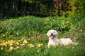 Funny Young Happy Labrador Retriever Sitting In Grass And In Yel