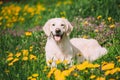 Funny Young Happy Labrador Retriever Sitting In Grass And In Yellow Dandelions Outdoor. Spring Season