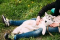 Funny Young Husky Puppy Dog Sits In Girl Embrace In Green Grass Royalty Free Stock Photo