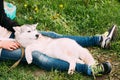 Funny Young Husky Puppy Dog Sits In Girl Embrace In Green Grass Royalty Free Stock Photo