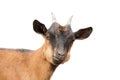 Funny young male goat over white Royalty Free Stock Photo