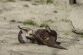 Funny young male otter playing with stones