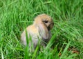 The funny young Miniature Lop is sitting in the grass