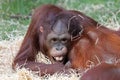Funny young orang-utan