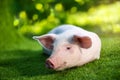 Funny young pig is resting on the green grass. Happy piglet laying on the meadow Royalty Free Stock Photo