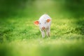 funny young pig is standing on the green grass. Royalty Free Stock Photo