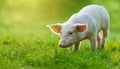 Funny young pig is standing on the green grass. Happy piglet on the meadow Royalty Free Stock Photo