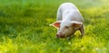 funny young pig is standing on the green grass. Happy piglet on the meadow. wide banner Royalty Free Stock Photo