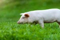 funny young pig is standing on the green grass. Happy piglet on the meadow. wide banner Royalty Free Stock Photo