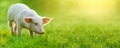 Funny young pig is standing on the green grass. Happy piglet on the meadow. wide banner Royalty Free Stock Photo