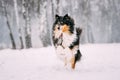 Funny Young Shetland Sheepdog, Sheltie, Collie Playing Outdoor In Snow Royalty Free Stock Photo