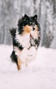 Funny Young Shetland Sheepdog, Sheltie, Collie Playing Outdoor In Snow, Winter Season. Playful Pet Outdoors Royalty Free Stock Photo