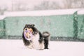 Funny Young Shetland Sheepdog, Sheltie, Collie Playing With Ring Royalty Free Stock Photo