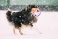 Funny Young Shetland Sheepdog, Sheltie, Collie Playing With Ring Royalty Free Stock Photo