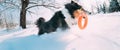 Funny Young Shetland Sheepdog, Sheltie, Collie Playing With Ring Toy Outdoor In Snowy Park, Winter Season. Playful Pet Royalty Free Stock Photo