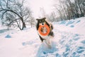 Funny Young Shetland Sheepdog, Sheltie, Collie Playing With Ring Toy Outdoor In Snowy Park, Winter Season. Playful Pet Royalty Free Stock Photo