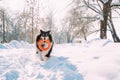 Funny Young Shetland Sheepdog, Sheltie, Collie Playing With Ring Toy Outdoor In Snowy Park, Winter Season. Playful Pet Royalty Free Stock Photo