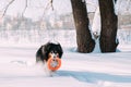 Funny Young Shetland Sheepdog, Sheltie, Collie Playing With Ring Toy Outdoor In Snowy Park, Winter Season. Playful Pet Royalty Free Stock Photo