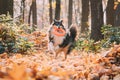 Funny Young Shetland Sheepdog Sheltie English Collie Playing With Ring Toy In Autumn Park. Tricolor Rough Scottish Royalty Free Stock Photo
