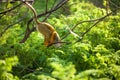 Funny young squirrel monkey