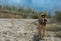 Funny young stray dog at Augusta, Sicily