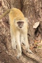 Funny young vervet monkey near tree