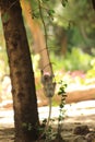 Funny young vervet monkey playing