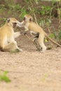 Funny young vervet monkey playing with mother Royalty Free Stock Photo