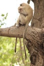 Funny young vervet monkey playing