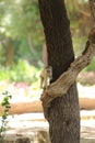 Funny young vervet monkey playing