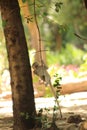 Funny young vervet monkey playing in the garden Royalty Free Stock Photo