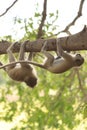 Funny young vervet monkey playing