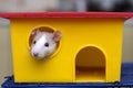 Funny young white and gray tame curious mouse hamster baby with shiny eyes looking from bright yellow cage window. Keeping pet Royalty Free Stock Photo