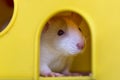Funny young white and gray tame curious mouse hamster baby with shiny eyes looking from bright yellow cage window. Keeping pet Royalty Free Stock Photo