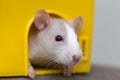 Funny young white and gray tame curious mouse hamster baby with shiny eyes looking from bright yellow cage window. Keeping pet Royalty Free Stock Photo