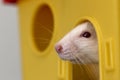 Funny young white and gray tame curious mouse hamster baby with shiny eyes looking from bright yellow cage window. Keeping pet Royalty Free Stock Photo