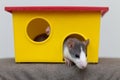 Funny young white and gray tame curious mouse hamster baby with shiny eyes looking from bright yellow cage window. Keeping pet Royalty Free Stock Photo