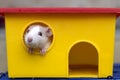 Funny young white and gray tame curious mouse hamster baby with shiny eyes looking from bright yellow cage window. Keeping pet Royalty Free Stock Photo