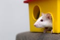 Funny young white and gray tame curious mouse hamster baby with shiny eyes looking from bright yellow cage window. Keeping pet Royalty Free Stock Photo