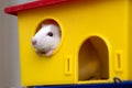 Funny young white and gray tame curious mouse hamster baby with shiny eyes looking from bright yellow cage window. Keeping pet Royalty Free Stock Photo