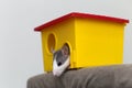 Funny young white and gray tame curious mouse hamster baby with shiny eyes looking from bright yellow cage window. Keeping pet Royalty Free Stock Photo