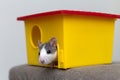 Funny young white and gray tame curious mouse hamster baby with shiny eyes looking from bright yellow cage window. Keeping pet Royalty Free Stock Photo