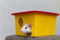 Funny young white and gray tame curious mouse hamster baby with shiny eyes looking from bright yellow cage window. Keeping pet Royalty Free Stock Photo