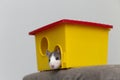 Funny young white and gray tame curious mouse hamster baby with shiny eyes looking from bright yellow cage window. Keeping pet Royalty Free Stock Photo